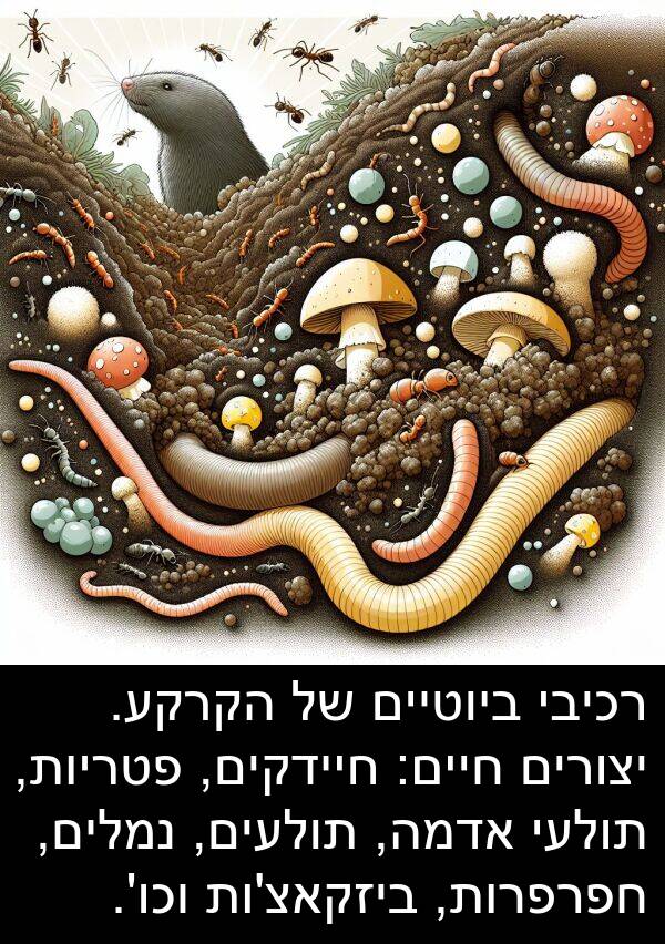 פטריות: רכיבי ביוטיים של הקרקע. יצורים חיים: חיידקים, פטריות, תולעי אדמה, תולעים, נמלים, חפרפרות, ביזקאצ'ות וכו'.