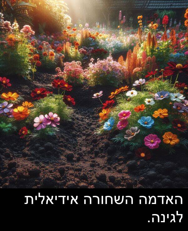 אידיאלית: האדמה השחורה אידיאלית לגינה.