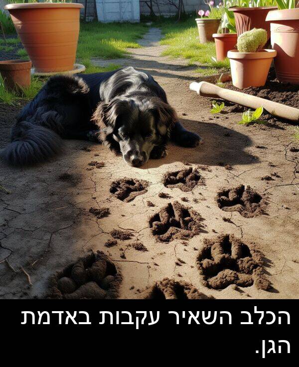 באדמת: הכלב השאיר עקבות באדמת הגן.