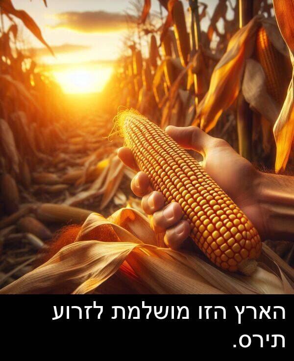 תירס: הארץ הזו מושלמת לזרוע תירס.