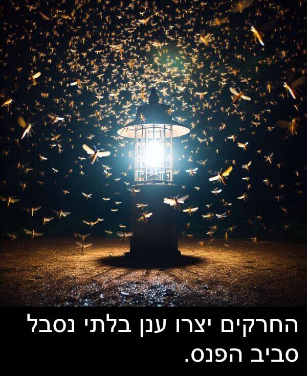 סביב: החרקים יצרו ענן בלתי נסבל סביב הפנס.