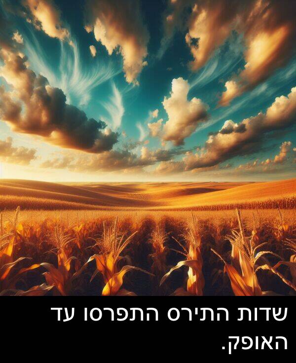 שדות: שדות התירס התפרסו עד האופק.
