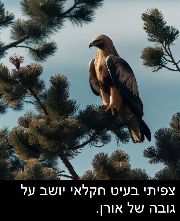 צפיתי: צפיתי בעיט חקלאי יושב על גובה של אורן.
