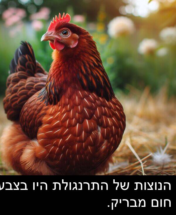 מבריק: הנוצות של התרנגולת היו בצבע חום מבריק.