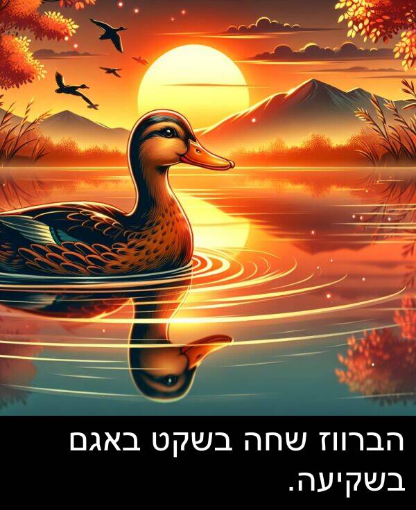 באגם: הברווז שחה בשקט באגם בשקיעה.