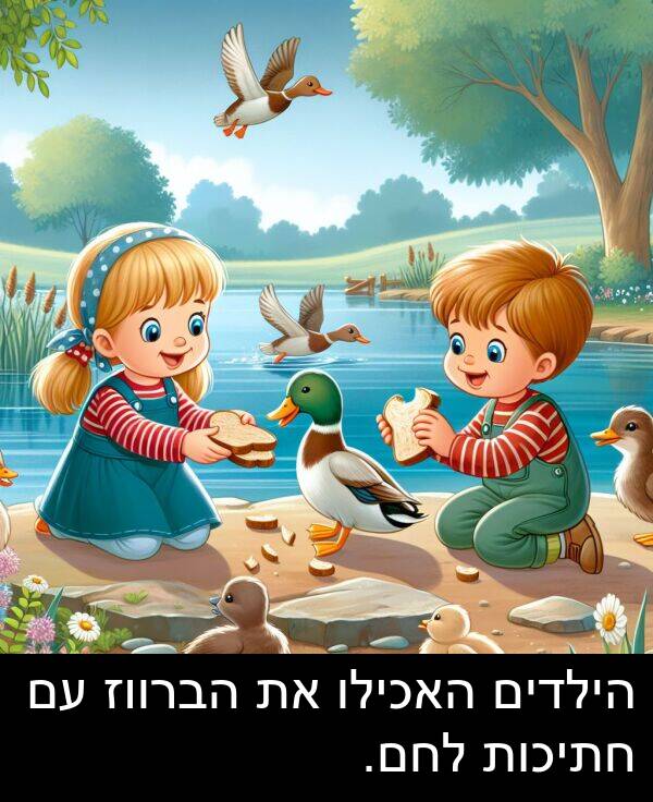 האכילו: הילדים האכילו את הברווז עם חתיכות לחם.