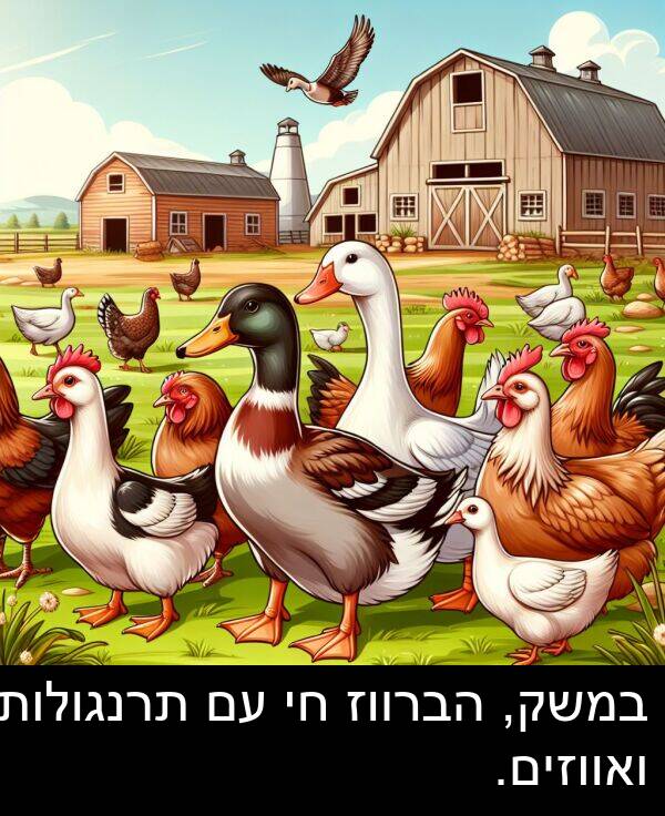 תרנגולות: במשק, הברווז חי עם תרנגולות ואווזים.