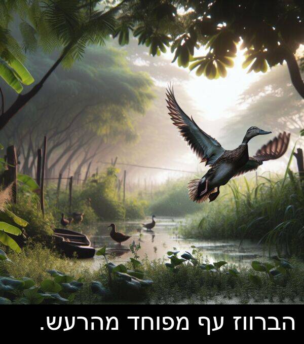 מפוחד: הברווז עף מפוחד מהרעש.