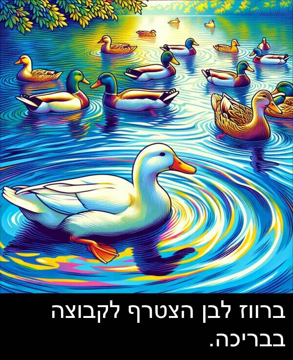 בבריכה: ברווז לבן הצטרף לקבוצה בבריכה.