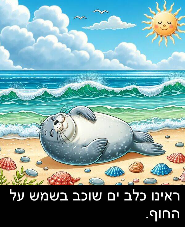 ראינו: ראינו כלב ים שוכב בשמש על החוף.
