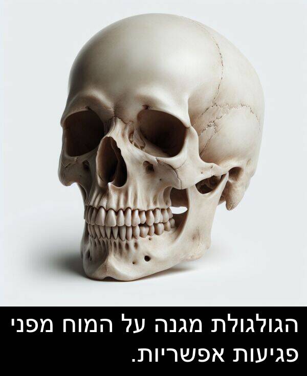 מגנה: הגולגולת מגנה על המוח מפני פגיעות אפשריות.