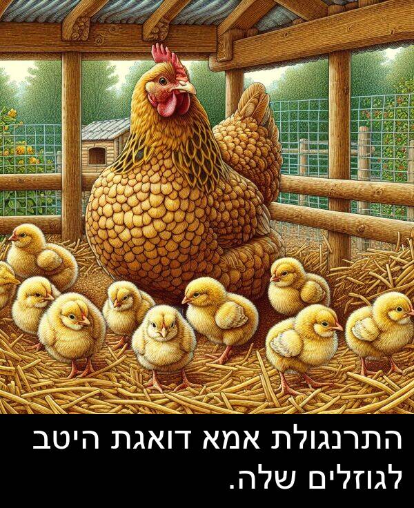 דואגת: התרנגולת אמא דואגת היטב לגוזלים שלה.