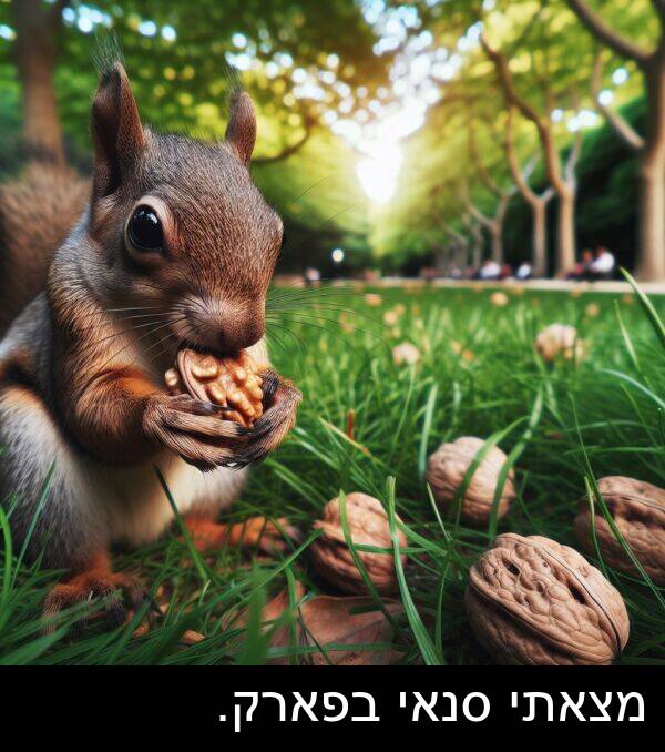 מצאתי: מצאתי סנאי בפארק.