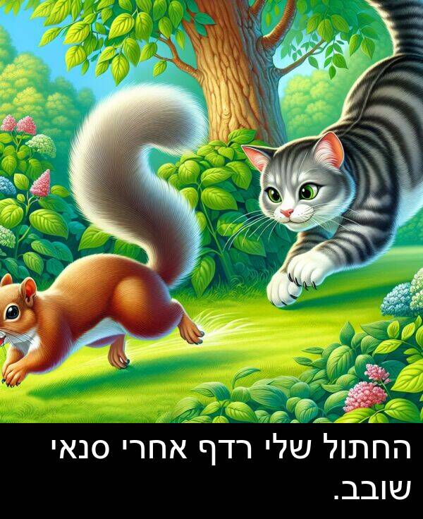 אחרי: החתול שלי רדף אחרי סנאי שובב.