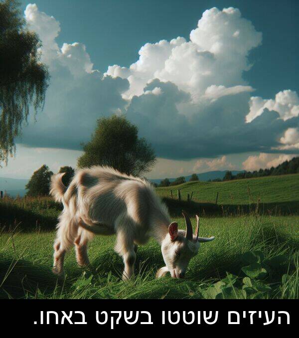באחו: העיזים שוטטו בשקט באחו.