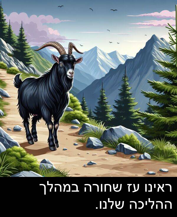 שלנו: ראינו עז שחורה במהלך ההליכה שלנו.