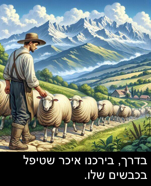בדרך: בדרך, בירכנו איכר שטיפל בכבשים שלו.