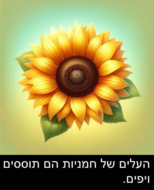 תוססים: העלים של חמניות הם תוססים ויפים.