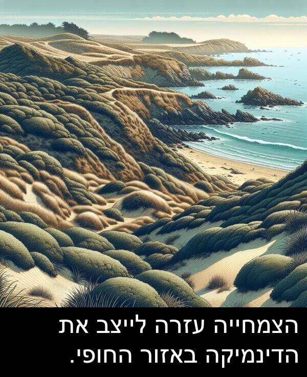 באזור: הצמחייה עזרה לייצב את הדינמיקה באזור החופי.