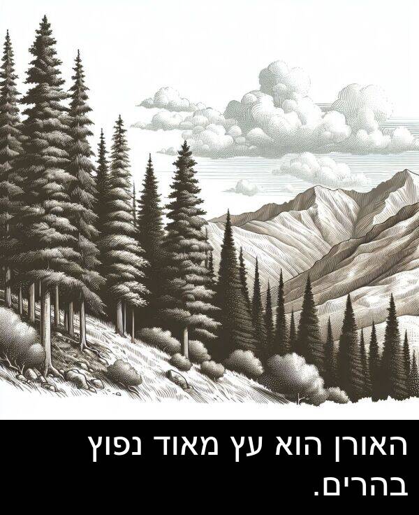 בהרים: האורן הוא עץ מאוד נפוץ בהרים.