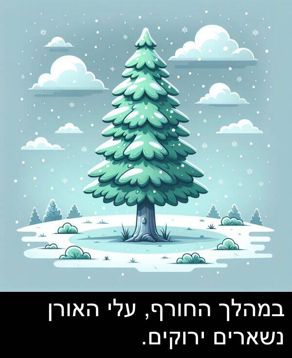 נשארים: במהלך החורף, עלי האורן נשארים ירוקים.
