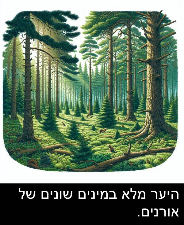 אורנים: היער מלא במינים שונים של אורנים.