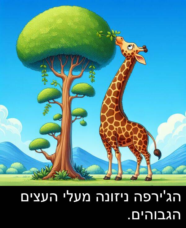 ניזונה: הג'ירפה ניזונה מעלי העצים הגבוהים.