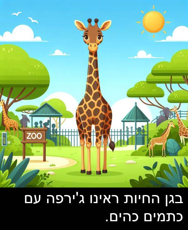 בגן: בגן החיות ראינו ג'ירפה עם כתמים כהים.