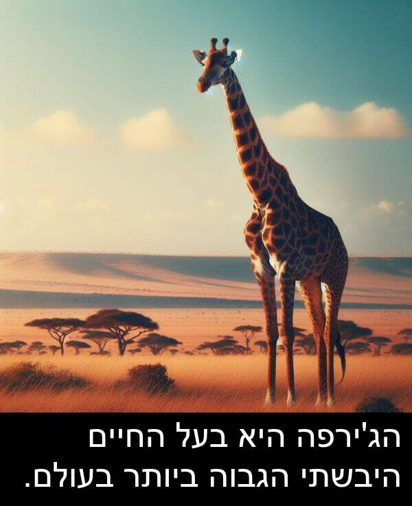 הגבוה: הג'ירפה היא בעל החיים היבשתי הגבוה ביותר בעולם.