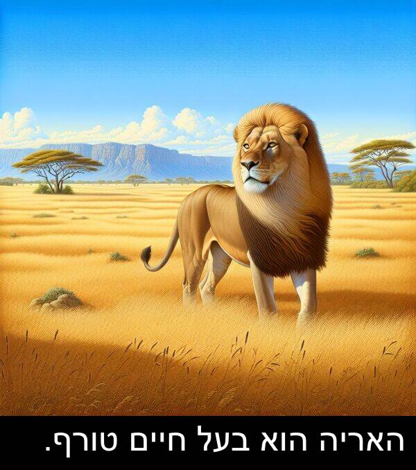 טורף: האריה הוא בעל חיים טורף.