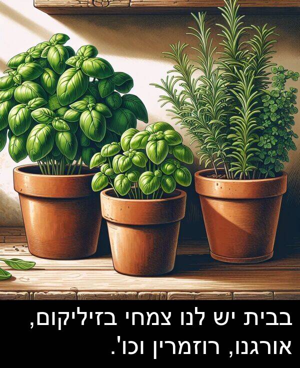 צמחי: בבית יש לנו צמחי בזיליקום, אורגנו, רוזמרין וכו'.