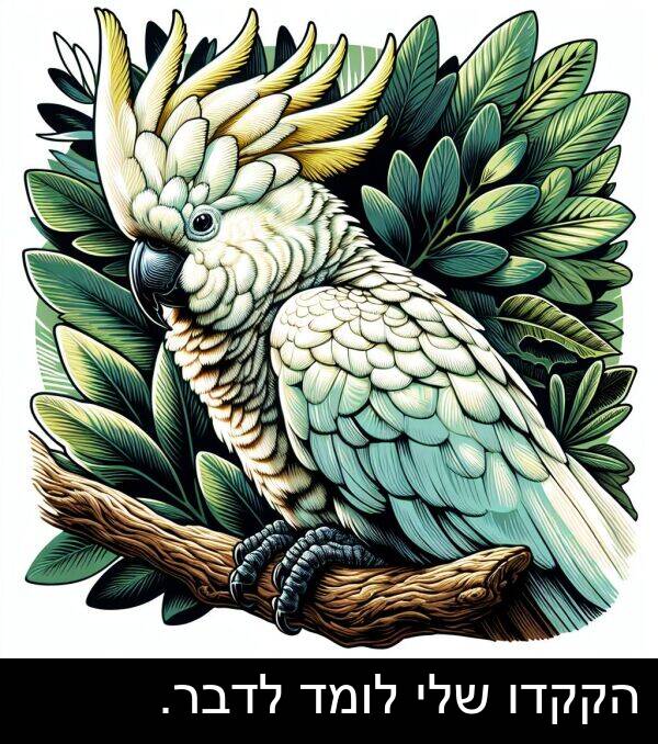 הקקדו: הקקדו שלי לומד לדבר.