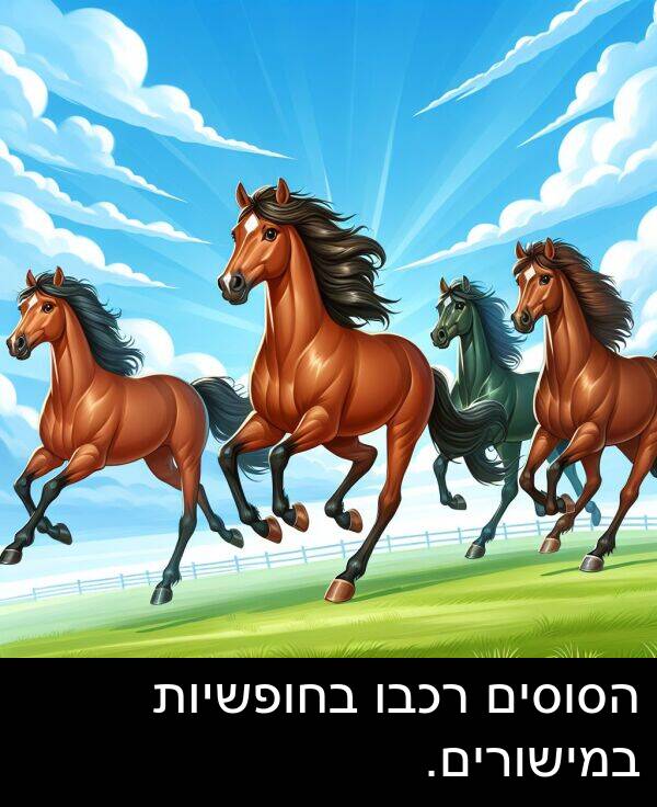רכבו: הסוסים רכבו בחופשיות במישורים.