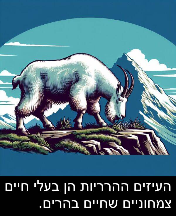 צמחוניים: העיזים ההרריות הן בעלי חיים צמחוניים שחיים בהרים.