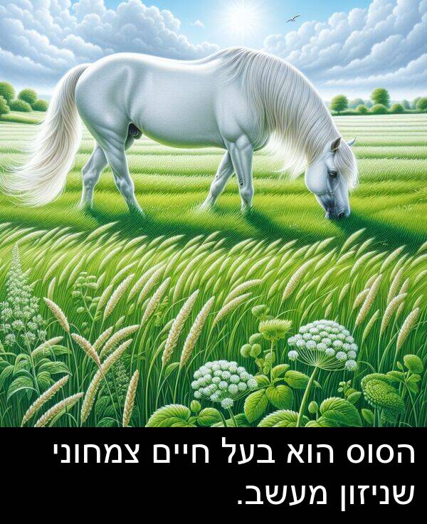 צמחוני: הסוס הוא בעל חיים צמחוני שניזון מעשב.