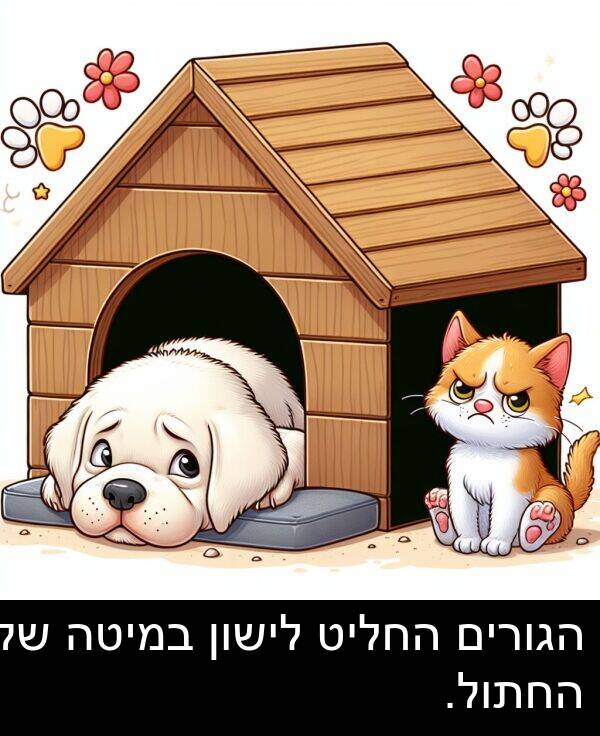 הגורים: הגורים החליט לישון במיטה של החתול.