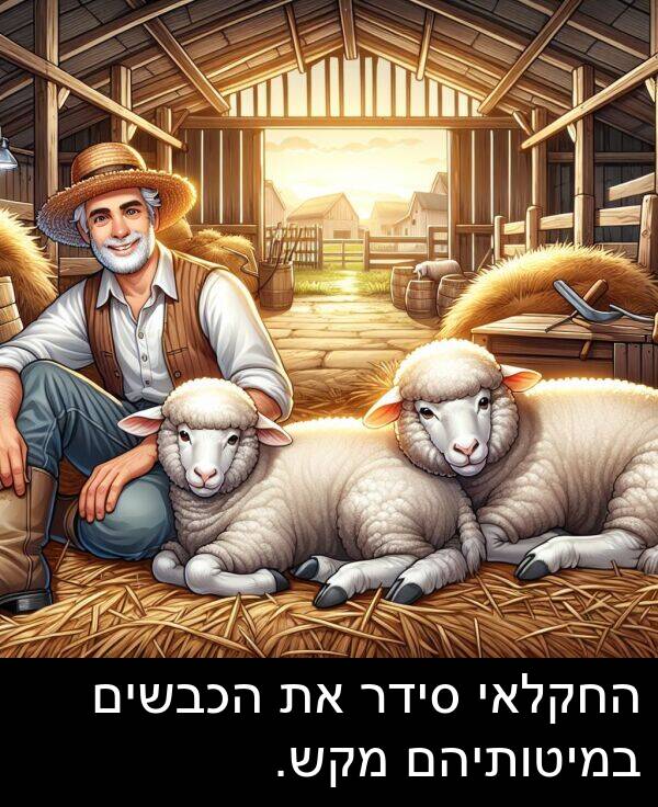 סידר: החקלאי סידר את הכבשים במיטותיהם מקש.