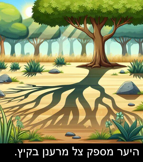 מרענן: היער מספק צל מרענן בקיץ.