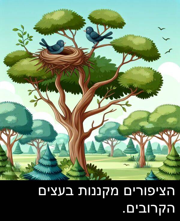 מקננות: הציפורים מקננות בעצים הקרובים.