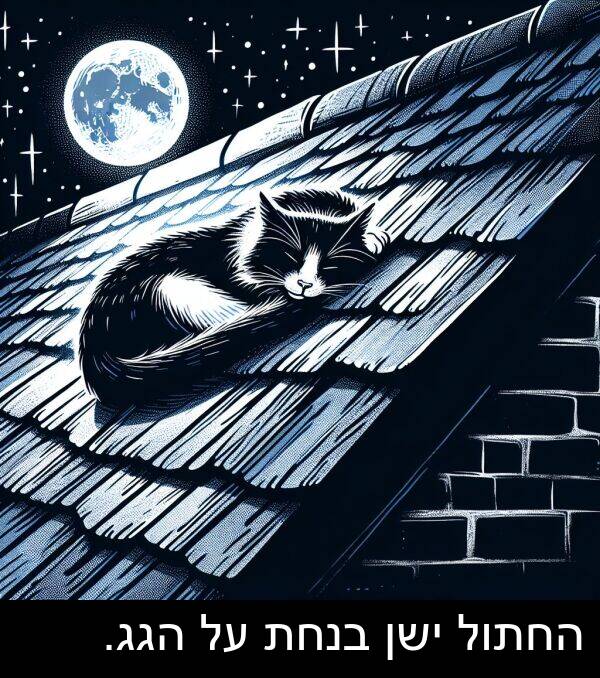ישן: החתול ישן בנחת על הגג.