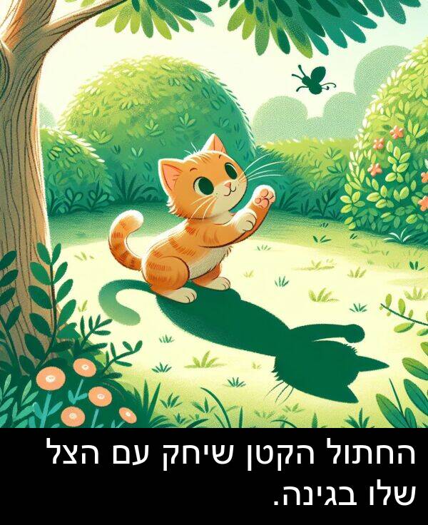 בגינה: החתול הקטן שיחק עם הצל שלו בגינה.
