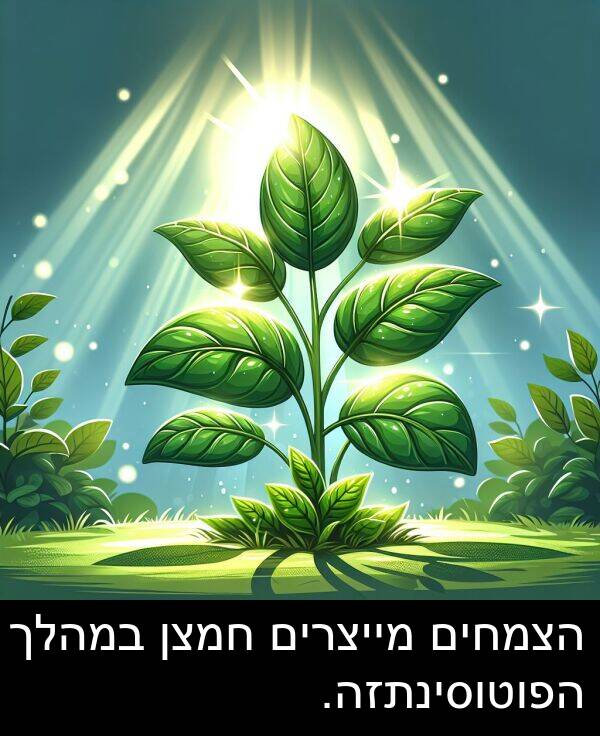 חמצן: הצמחים מייצרים חמצן במהלך הפוטוסינתזה.