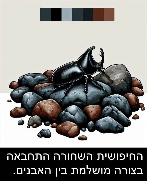 התחבאה: החיפושית השחורה התחבאה בצורה מושלמת בין האבנים.
