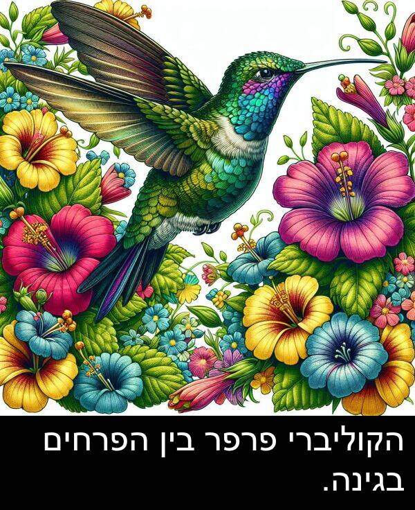 בגינה: הקוליברי פרפר בין הפרחים בגינה.