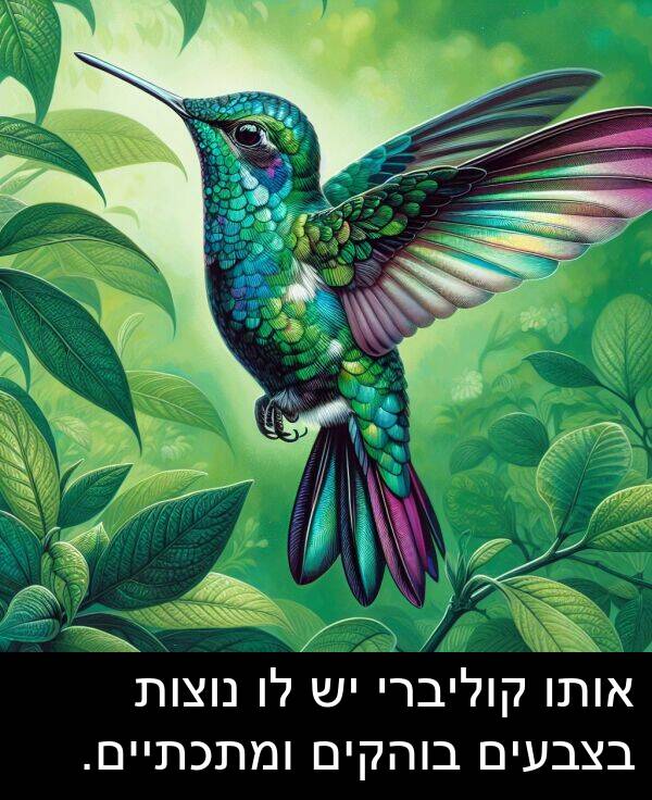 קוליברי: אותו קוליברי יש לו נוצות בצבעים בוהקים ומתכתיים.