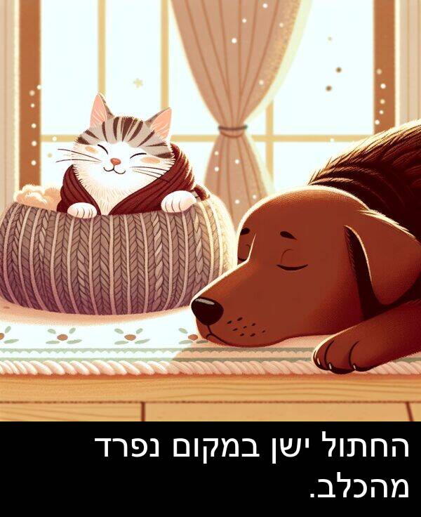 נפרד: החתול ישן במקום נפרד מהכלב.