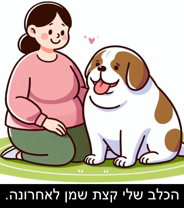 שמן: הכלב שלי קצת שמן לאחרונה.