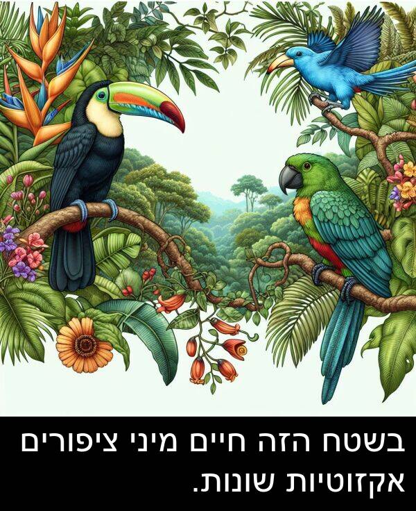 ציפורים: בשטח הזה חיים מיני ציפורים אקזוטיות שונות.