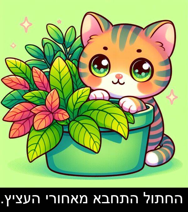 מאחורי: החתול התחבא מאחורי העציץ.