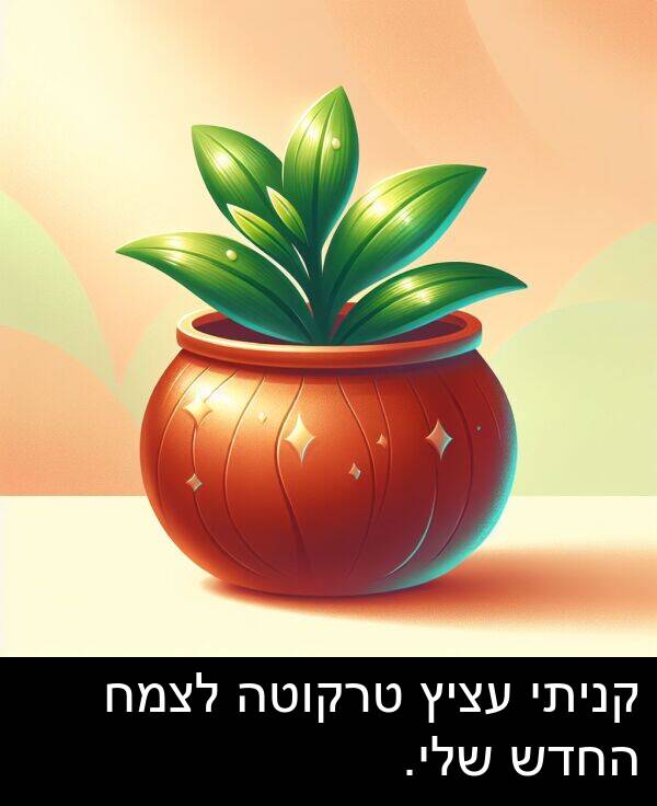 טרקוטה: קניתי עציץ טרקוטה לצמח החדש שלי.